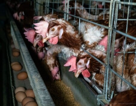 Battery Cage Chickens.