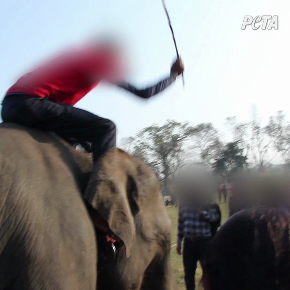 Exposé Reveals Captive Elephants Are Used as Punchbags at This Despicably Cruel Event