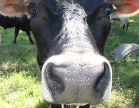 Dairy cow