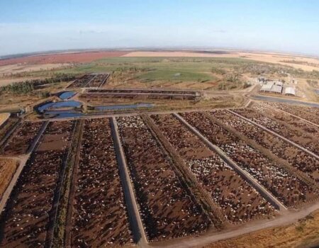 Cows in QLD, Australia