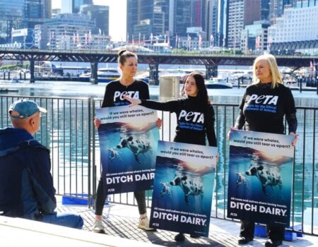 Whale Migration Inspires PETA Ad – Mother Cows Love Their Calves Just as Whales Love Theirs