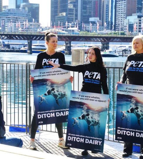 Whale Migration Inspires PETA Ad – Mother Cows Love Their Calves Just as Whales Love Theirs