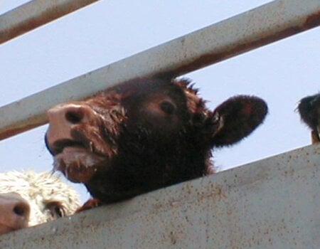 cow on truck, live export