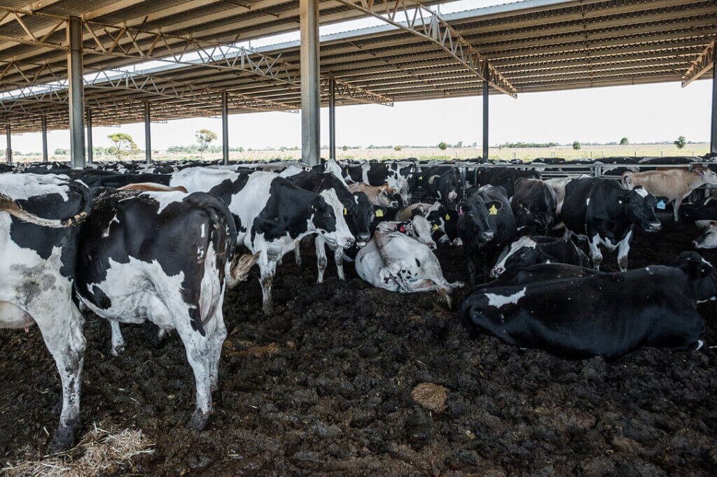 Cows stand in feces and urine at Australian dairy farm.