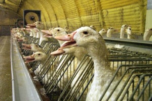 Foie gras farms