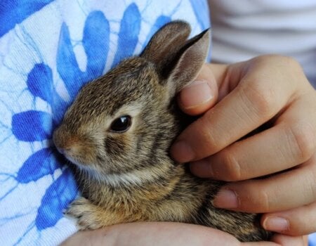 Cute bunny being held