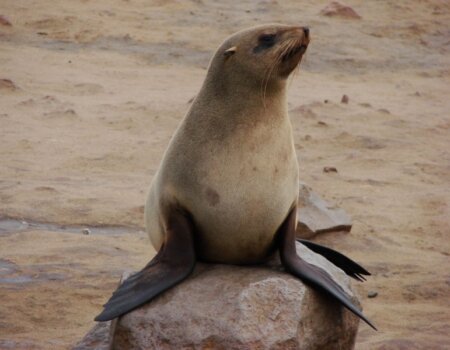 Cute seal