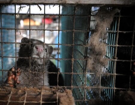 Mink in a cage on a fur farm