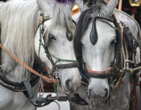 Melbourne Horse-Drawn Carriage