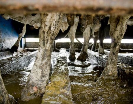 A photo of dairy cows being transported to slaughter in a filthy truck.