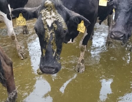 A photo of dairy cows in Australia.