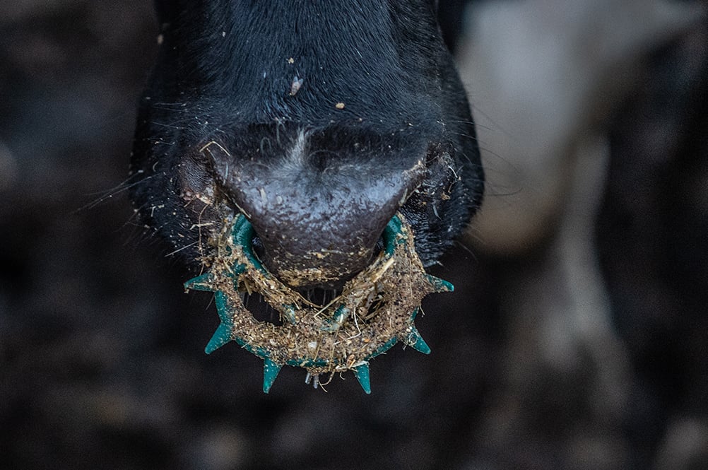 Buy Cattle Skull Septum Nose Ring Western Nose Ring Western Septum Ring Cow  Head Nose Ring Online in India - Etsy