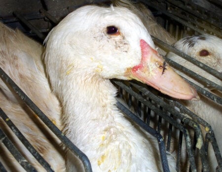 foie gras