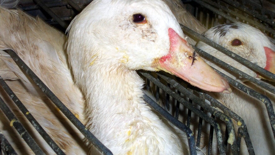 foie gras