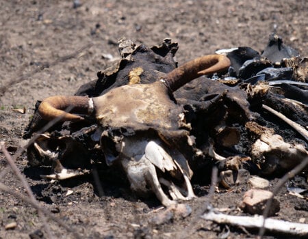 A photo of a decomposing bull, killed by bushfires.