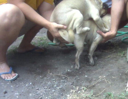 The investigator watched two breeders immobilise a female pug, guide a male pug on top of her, and hold them together until they mated.