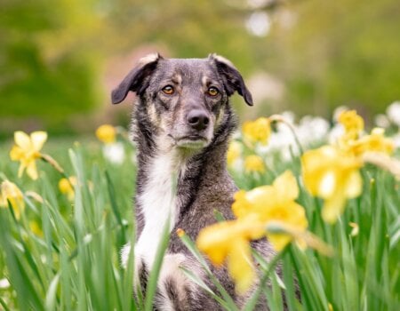 Dog in field of flowers