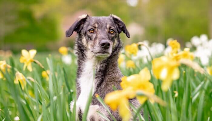 Dog in field of flowers