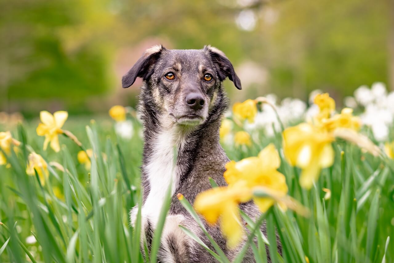 Dog in field of flowers