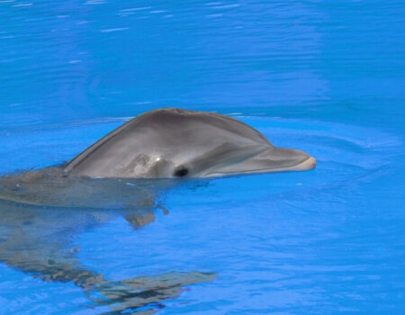 A photo of a dolphin in captivity.