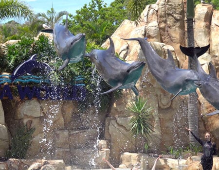 a photo of dolphins at Sea World jumping in unison.