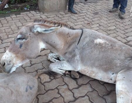 Image shows an injured donkey dumped outside slaughterhouse