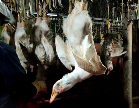 Ducks in shackles at the slaughterhouse