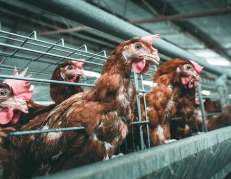 Several egg-laying hens poke their necks out of the battery cages they are confined to at a chicken egg farm in Australia.