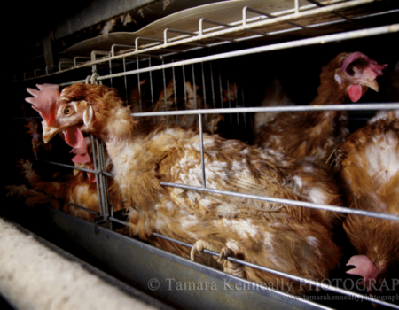 Egg farming in Australia.