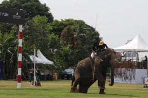 Elephant Rides Cambodia