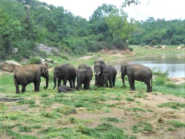 Celebrate a Happy Elephant’s Five Years of Freedom!