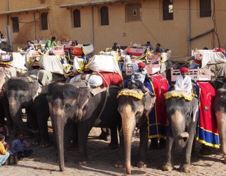 A photo of the elephants used for rides at Amer Fort.