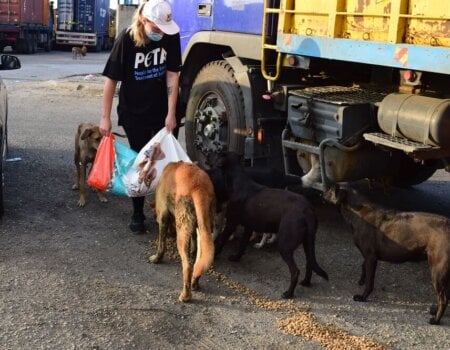 Image shows PETA UK team member feeding dogs in Beirut