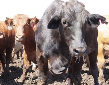 Cattle at a feedlot.