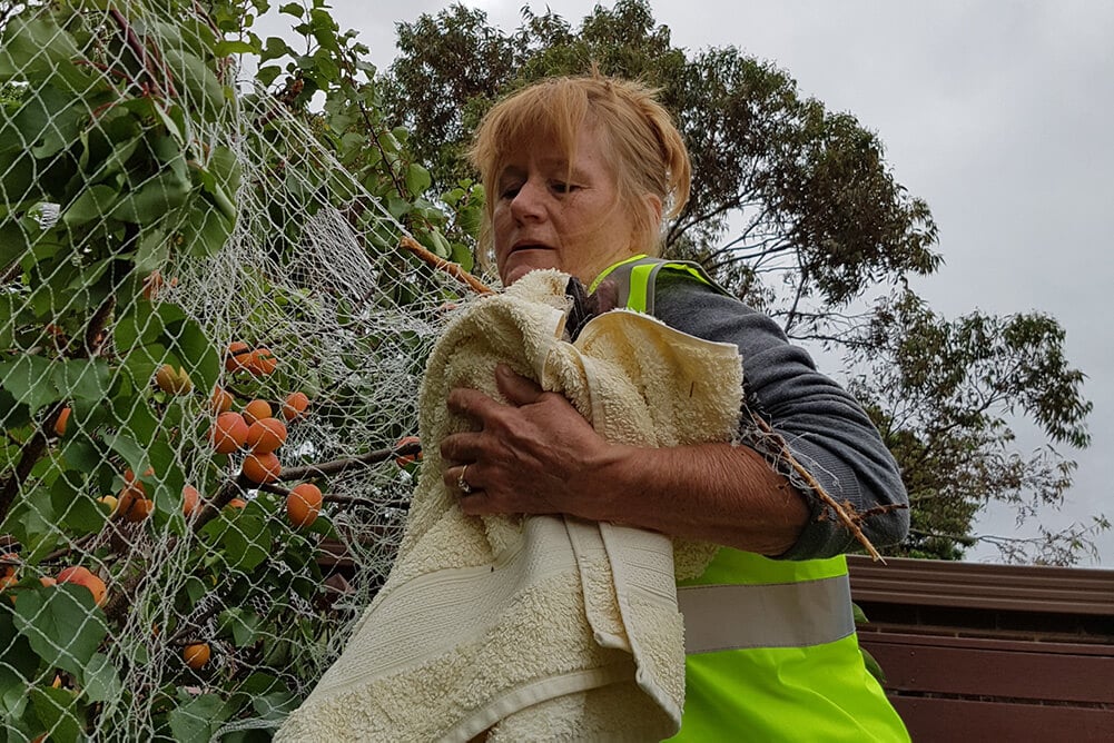 A flying fox being rescued from tree netting.