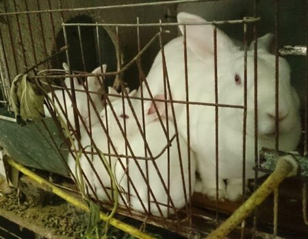 Female rabbit and her one-month old kits