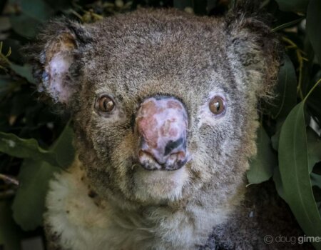 A photo of Flash the koala