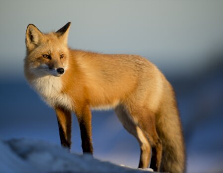 Fox