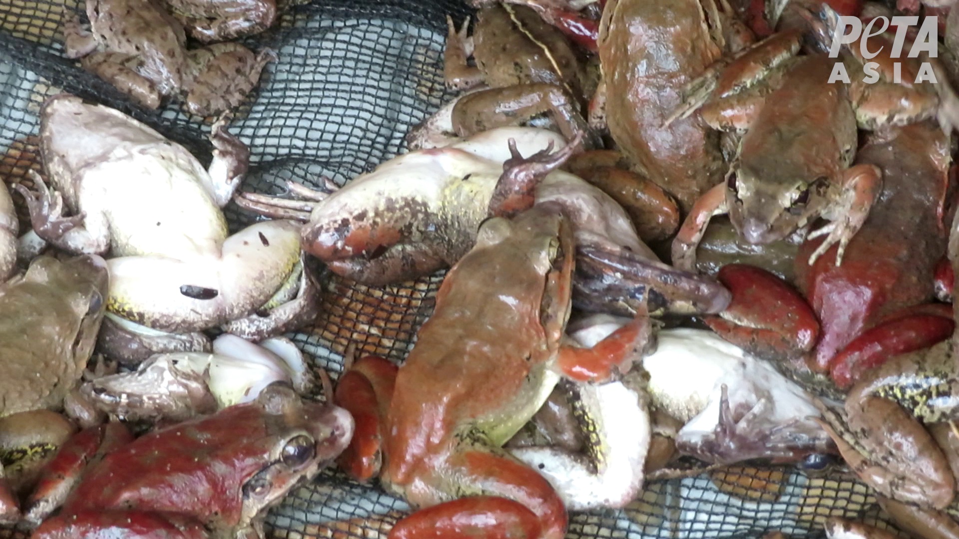 PETA Asia Uncovers Cruelty in the Frog-Legs Industry - News - PETA Australia