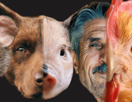 Faces of a dog, pig, man and a chicken split down the middle.