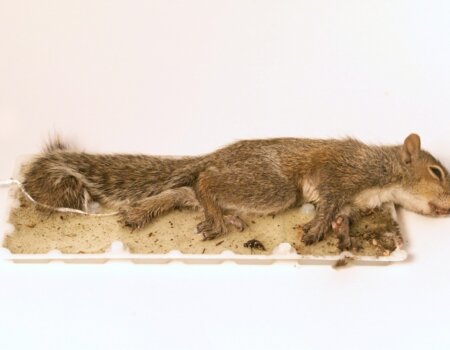 Glue trap squirrel