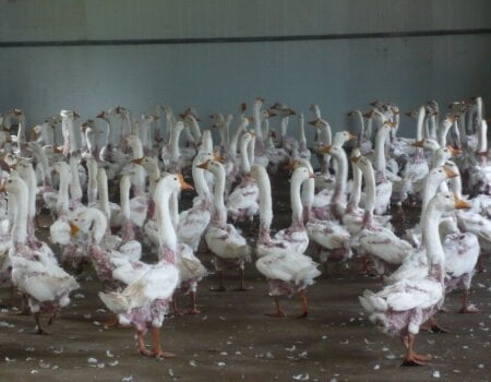 Geese huddle together after their feathers are ripped out.