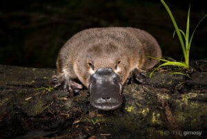 a platypus