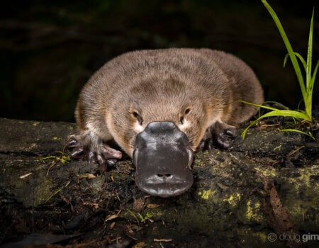 a platypus