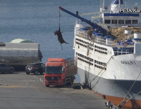 Image shows cow being lifted on crane.