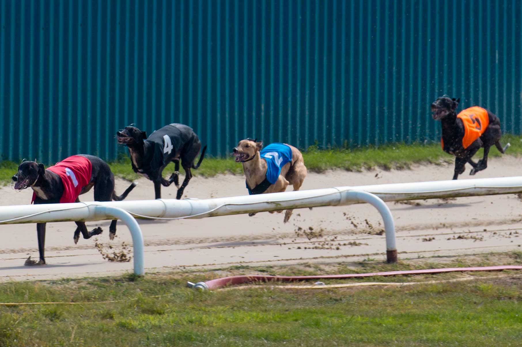 Greyhound Dies on Opening Night of South Australia’s Murray Bridge Track