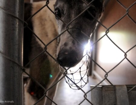 a greyhound with a muzzle on in a kennel