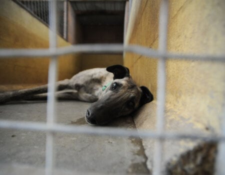 a greyhound in a kennel