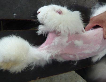 Angora rabbit