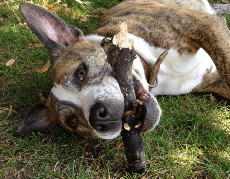 Image shows dog rolling on grass with a stick.